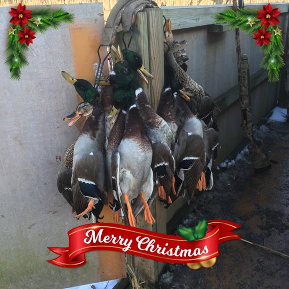 Meet your Posher, David - Picture 1 of 1